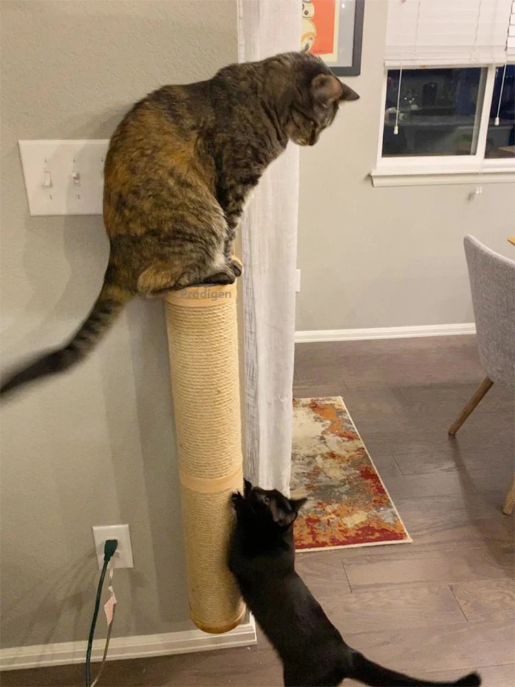 Wall Mounted Kitten Scratcher